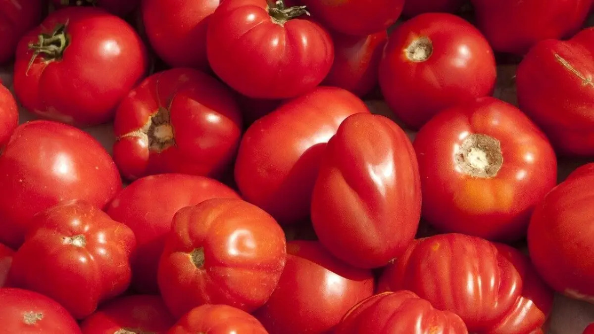 Ein Haufen reifer, roter Tomaten liegt auf einer hellen Unterlage und wartet auf die Ernte f&uuml;r frische Gerichte.