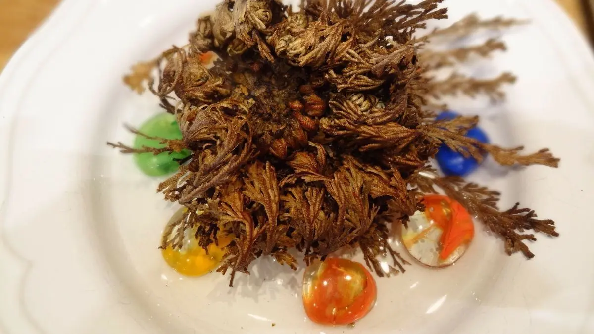 Eine getrocknete Rose von Jericho liegt in der Mitte eines Tellers, umgeben von bunten, glitzernden Tropfen.