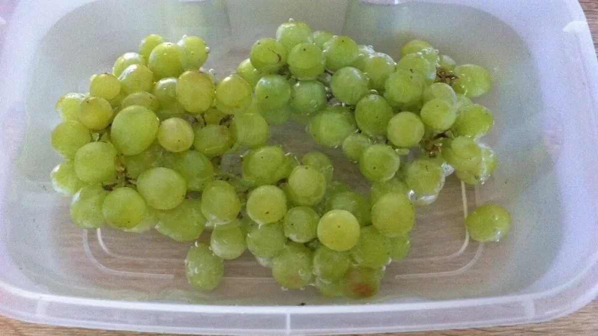 Gr&uuml;ne Trauben liegen in einem Beh&auml;lter mit Wasser, um sie zu waschen und l&auml;nger haltbar zu machen.