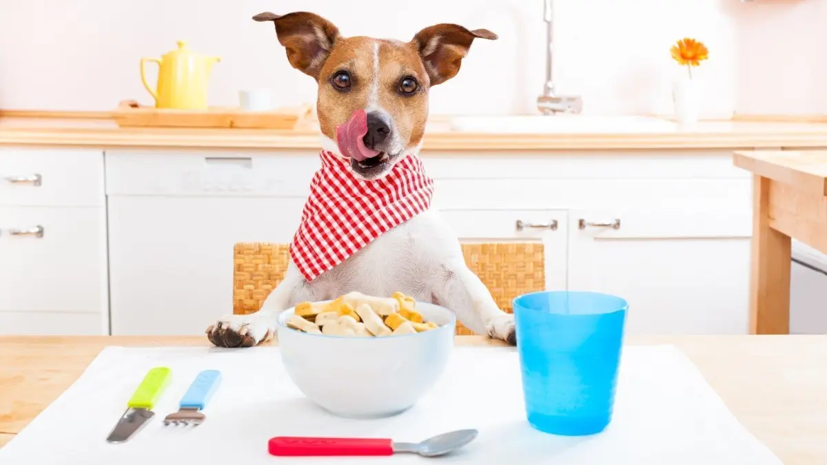 Ein Hund mit rotem Halstuch sitzt am Tisch und schleckt sich die Schnauze, w&auml;hrend er eine Sch&uuml;ssel mit Futter betrachtet.