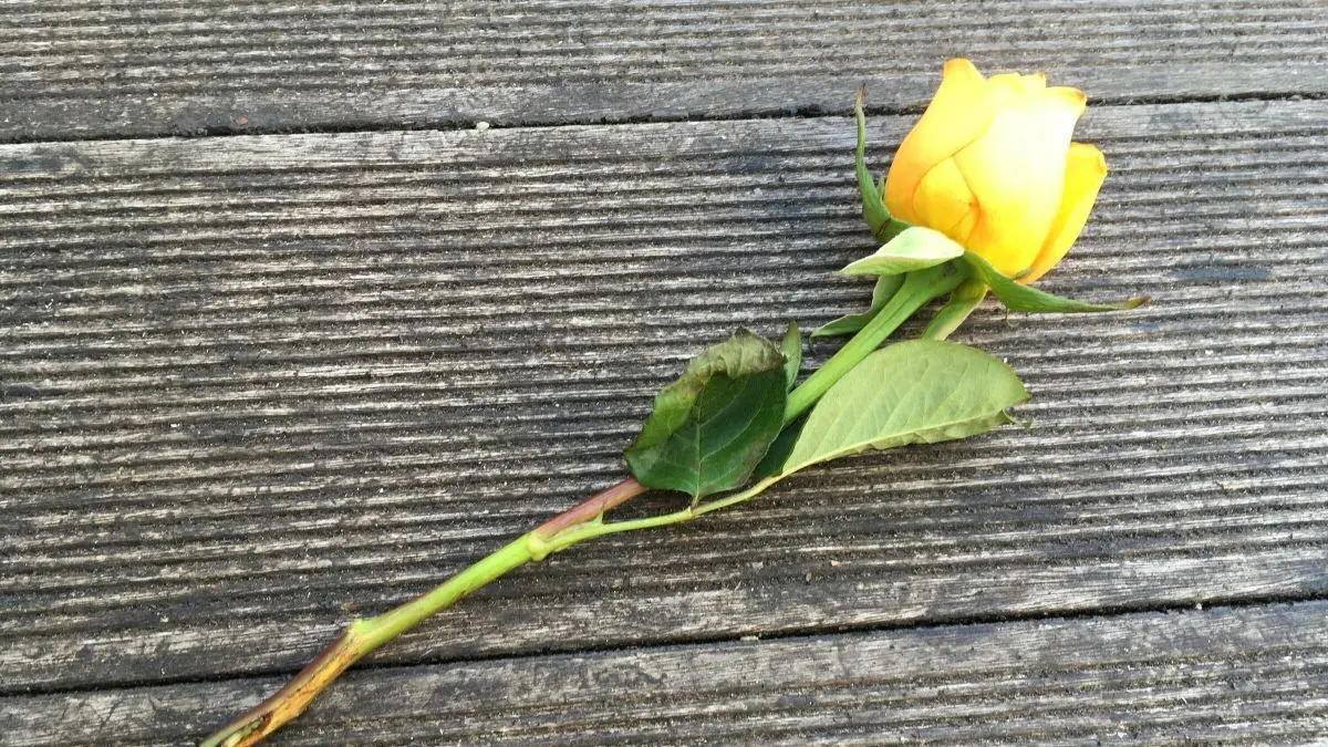 Eine verbl&uuml;hte gelbe Rose liegt auf einem holzernen Untergrund, bereit f&uuml;r das Z&uuml;chten neuer Rosen.
