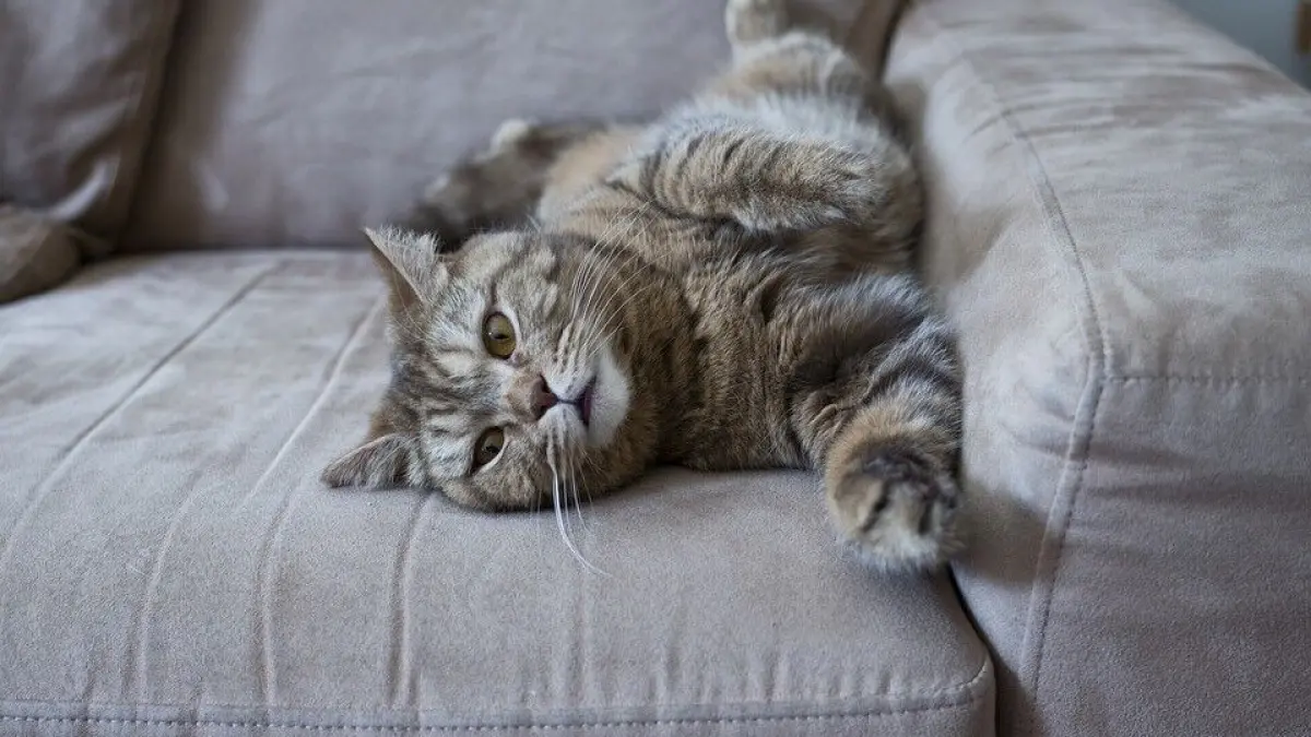 Eine graue Katze liegt entspannt mit ausgestreckten Pfoten auf einem hellen Sofa, umgeben von einem gem&uuml;tlichen Raum.