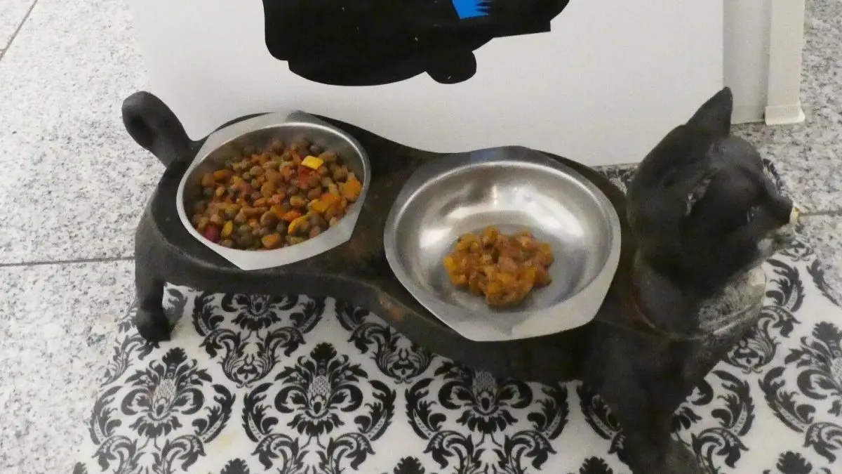 Schalen mit Nassfutter f&uuml;r Katzen stehen vor einer Wand mit einer schwarzen Katze und dem Schriftzug "koffie ZWARTE KAT".