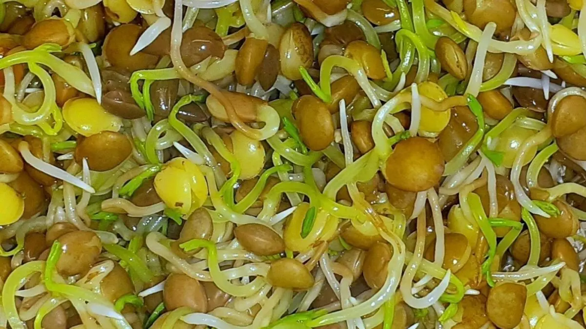 Linsen-Sprossen wachsen in einer bunten Ansammlung, die frische, gr&uuml;ne Triebe und goldene Linsen zeigt.