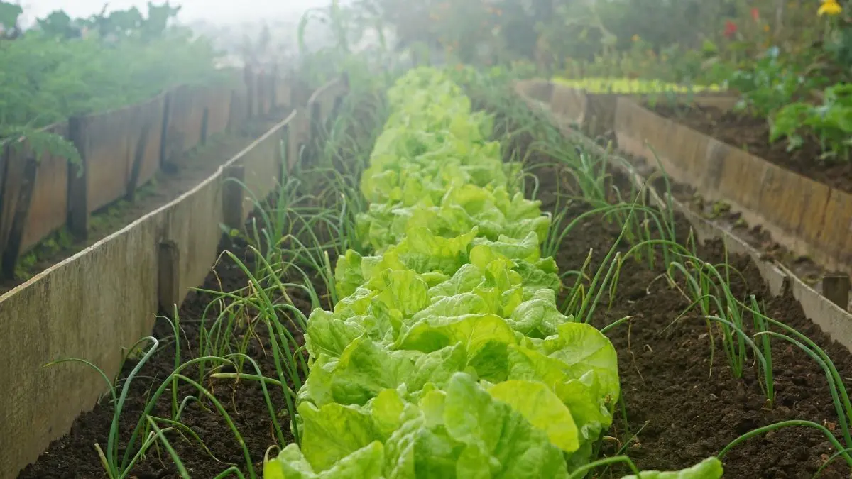Frisches Fr&uuml;hjahrsgem&uuml;se w&auml;chst in Reihen, w&auml;hrend Nebel &uuml;ber einem Gem&uuml;sebeet schwebt. Ein ruhiger Gartenblick.