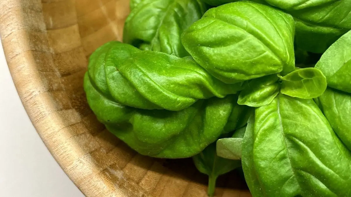 Frische Basilikumbl&auml;tter liegen in einer runden Holzzsch&uuml;ssel, bereit zur Zubereitung von Basilikumpesto ohne Parmesan.