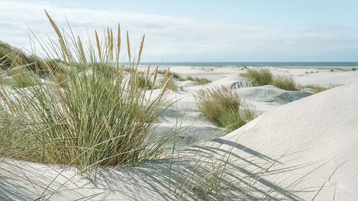 Sandd&uuml;nen mit sanften, gr&uuml;nen Gr&auml;sern deuten auf den kilometerlangen Strand von Amrum an der Nordsee hin.