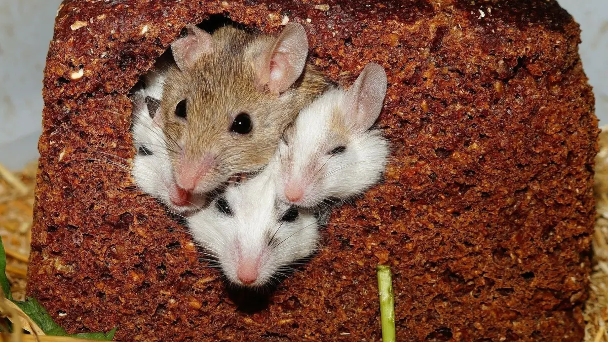 Drei M&auml;use sitzen gedr&auml;ngt in einem Loch eines Brotes, w&auml;hrend sie in einer Umgebung mit Stroh und Pflanzenresten umgeben sind.