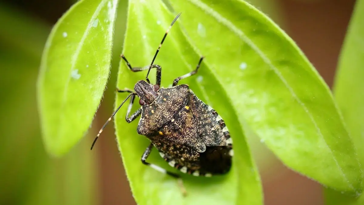 Ein Wanzen sitzt auf einem gr&uuml;nen Blatt und scheint sich in der Natur zu orientieren, um m&ouml;glichen Gefahren zu entkommen.