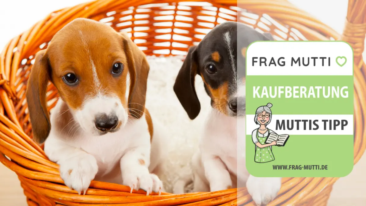 hundekoerbe test
