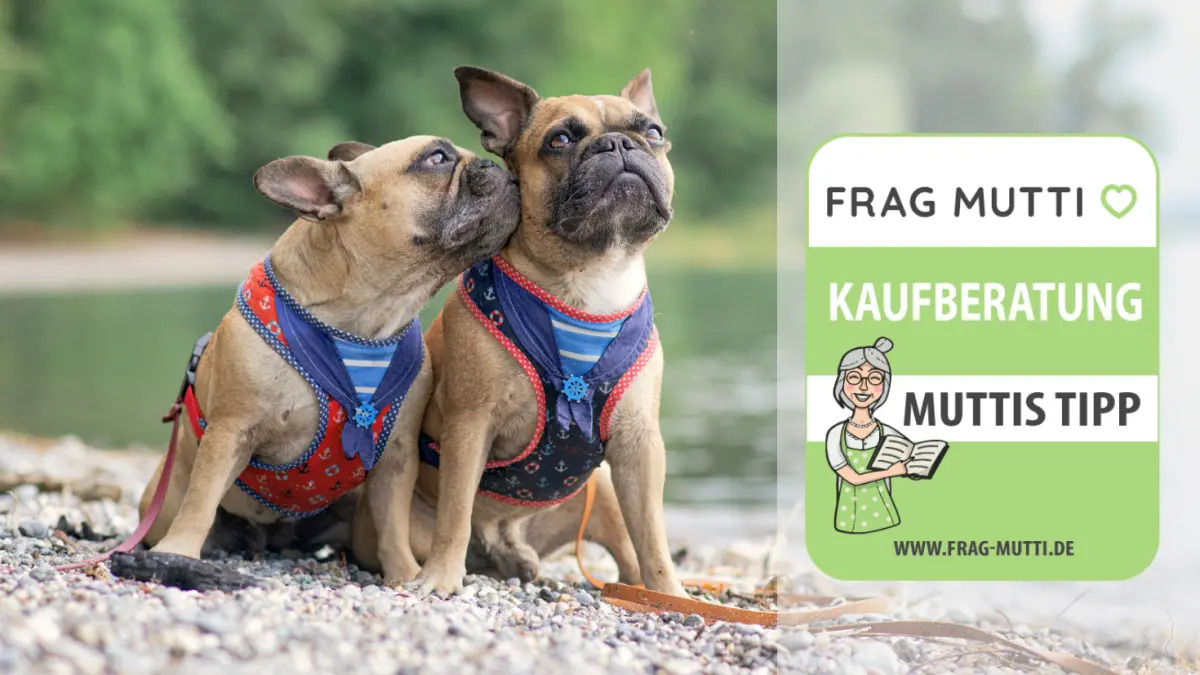 hundegeschirr test