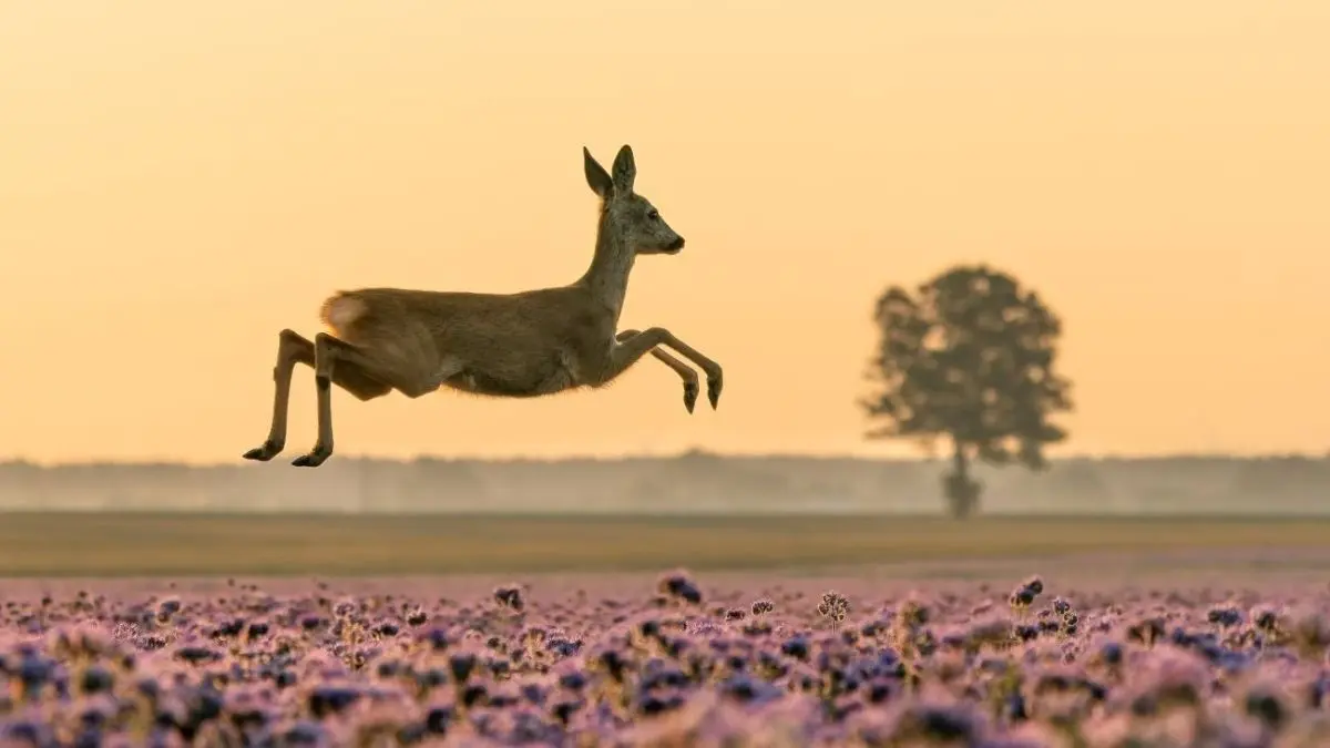 Ein Reh springt elegant &uuml;ber ein lila bl&uuml;hendes Feld im sanften Licht der Morgenr&ouml;te vor einem Baum im Hintergrund.