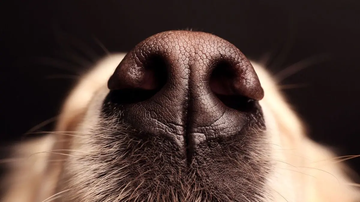 Ein Hund mit einer ausgepr&auml;gten, feuchten Nase schn&uuml;ffelt in einem dunklen Raum, um Ger&uuml;che wahrzunehmen.