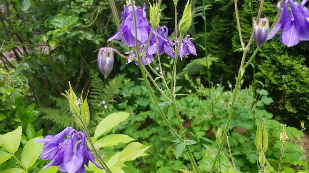 Violette Akelei bl&uuml;ht im Garten, umgeben von Gr&uuml;npflanzen und Farnen, und zeigt ihre zarten Bl&uuml;ten.
