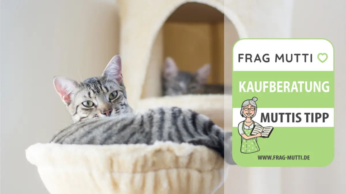 katzen kletterwand test