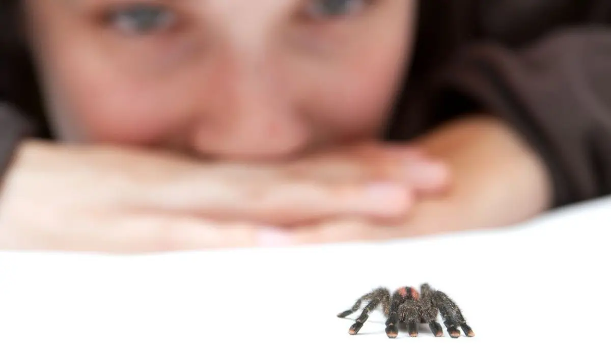 Eine Person beobachtet eine Spinne, die auf einem Tisch sitzt; die Umgebung ist hell und minimalistisch gestaltet.