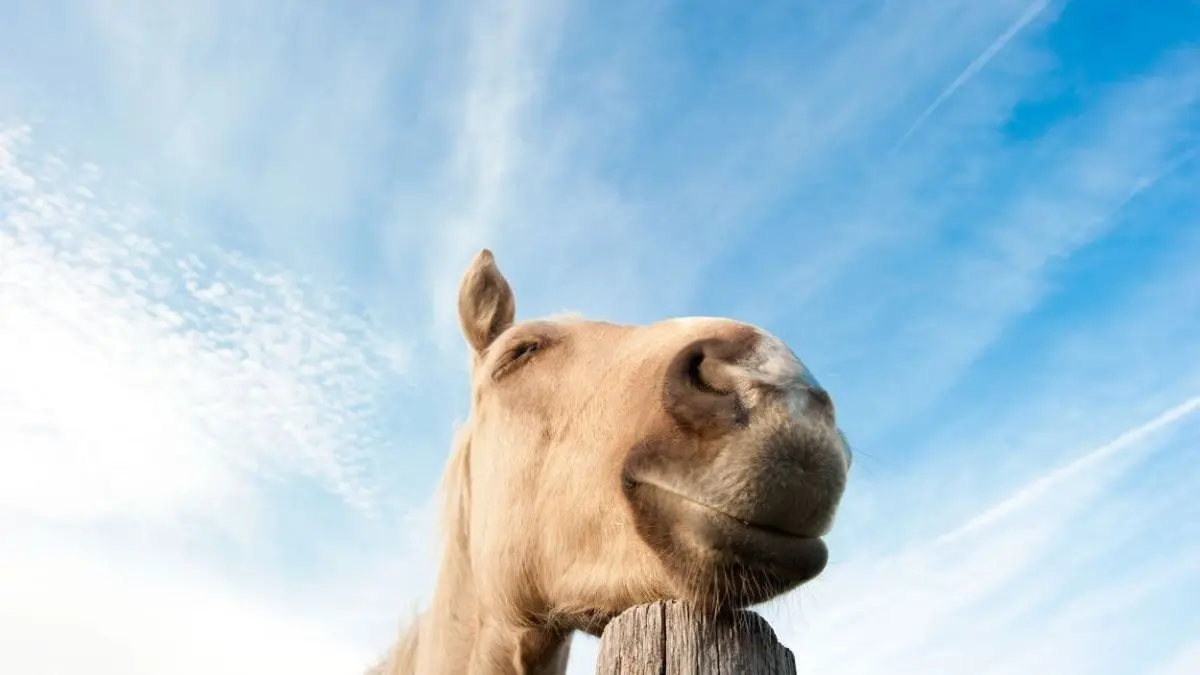 Ein zufrieden aussehendes Pferd lehnt an einem Holzpfahl und schaut vertr&auml;umt in den klaren, blauen Himmel.