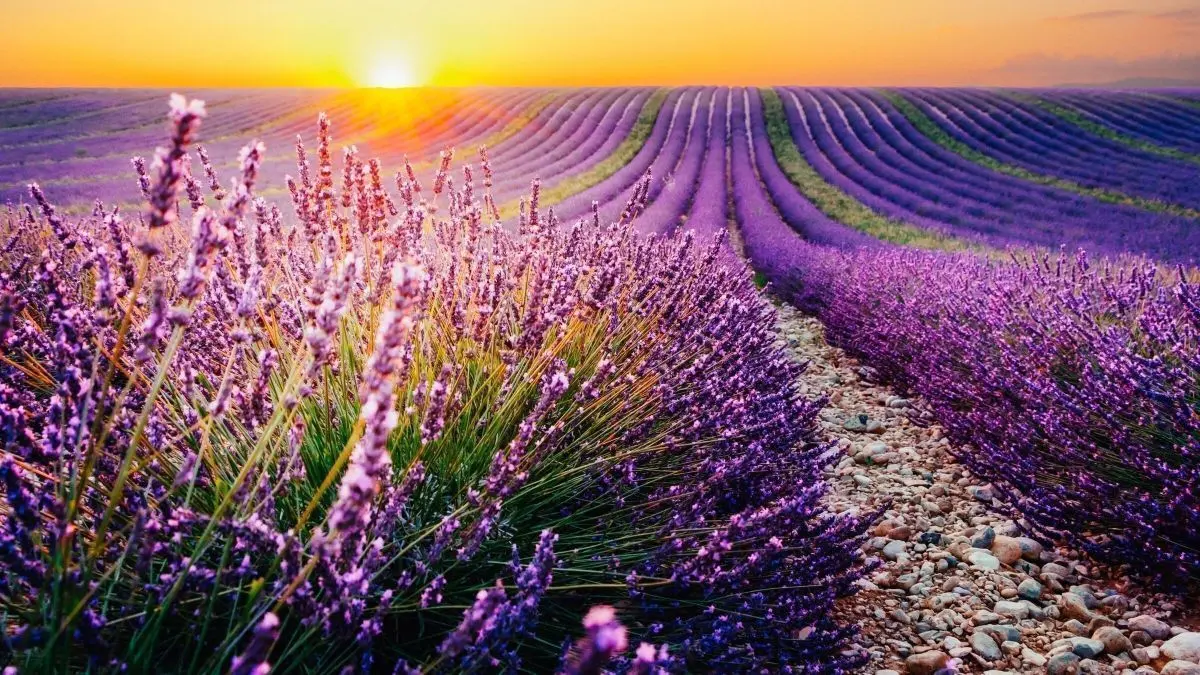 Lavendelfelder bl&uuml;hen pr&auml;chtig entlang eines Kieswegs, w&auml;hrend die Sonne farbenfroh am Horizont aufgeht.
