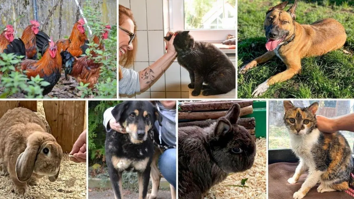 H&uuml;hner stehen im Garten, w&auml;hrend ein Mensch ein schwarzes Tier streichelt, umgeben von weiteren Tieren im Tierheim.