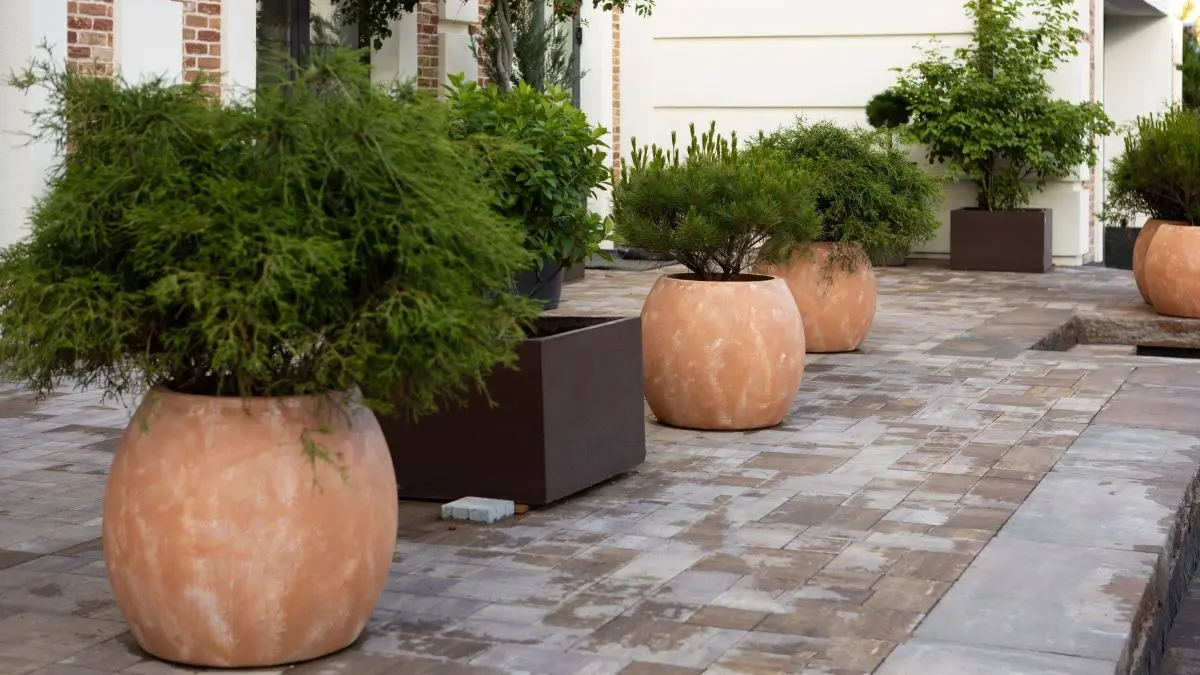 Terracotta-T&ouml;pfe mit gr&uuml;nen Pflanzen stehen auf sauberen Terrassenplatten vor einem Geb&auml;ude mit Ziegelwand und Fenstern.