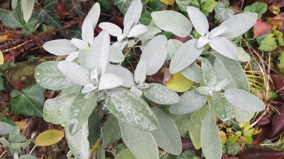 Salbei: n&uuml;tzlich f&uuml;r Gesundheit und Garten. Diese robuste Pflanze, hier mit silbrig-grauen Bl&auml;ttern im Bild, eignet sich perfekt f&uuml;r jede Jahreszeit und hat vielf&auml;ltige Anwendungen &ndash; von der K&uuml;che bis zur Heilpflanze.