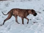 Schnelle Pfotenpflege beim Hund