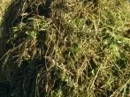 Balkonpflanzen und Tischdeko vom Gartenabfall