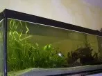 Überhitztes Aquarium vermeiden