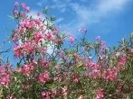 Schildläuse auf Oleander