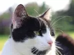 Backpulver gegen Geruch im Katzenklo