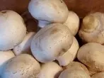 Champions Champignons (schnell und einfach)
