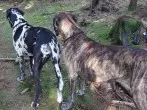 Tierhaare vom Sofa entfernen