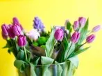 Tulpen länger frisch