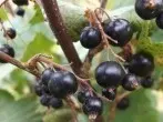 Johannisbeersaft gegen Blasenentzündung