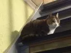 Uringeruch von Hunden und Katzen entfernen
