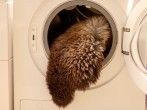<strong>Lammfell</strong> oder Schaffell waschen