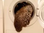 Lammfell oder Schaffell waschen