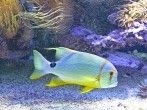 Filtermaterial f&uuml;r Aquariumpumpen <strong>billiger</strong>