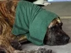 Hunde (Vierbeiner, Tiere) bei Hitze kühlen