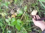 Leckeres Pilzgericht mit Leber und Bandnudeln