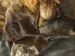 Ohrrandmilben beim Hund
