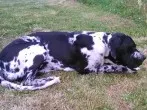Hunde oder Katzen knabbern alles an?