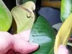 Gummibäume mit Bananenschalen pflegen