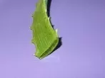 Aloe Vera für die Haare