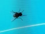 Insektenschutz am Fenster