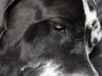 Bittere Medizin für den Hund