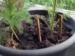 Topfpflanzen vor neugierigen Katzen schützen