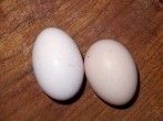 Ei kochen mit <strong>gew&uuml;nschter</strong> Viskosit&auml;t