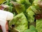Kaffee gegen Blattl&auml;use im Salat