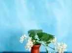 Blumen verschenken in Flohmarktvase oder -Gefäß